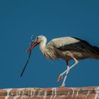 Der Storch vom Bodensee