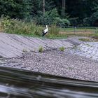 Der Storch vom Cracauer Wasserfall