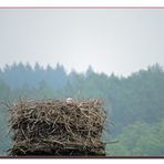 Der Storch vom Horst in Salzderhelden .