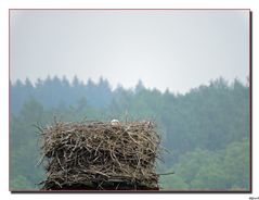 Der Storch vom Horst in Salzderhelden .