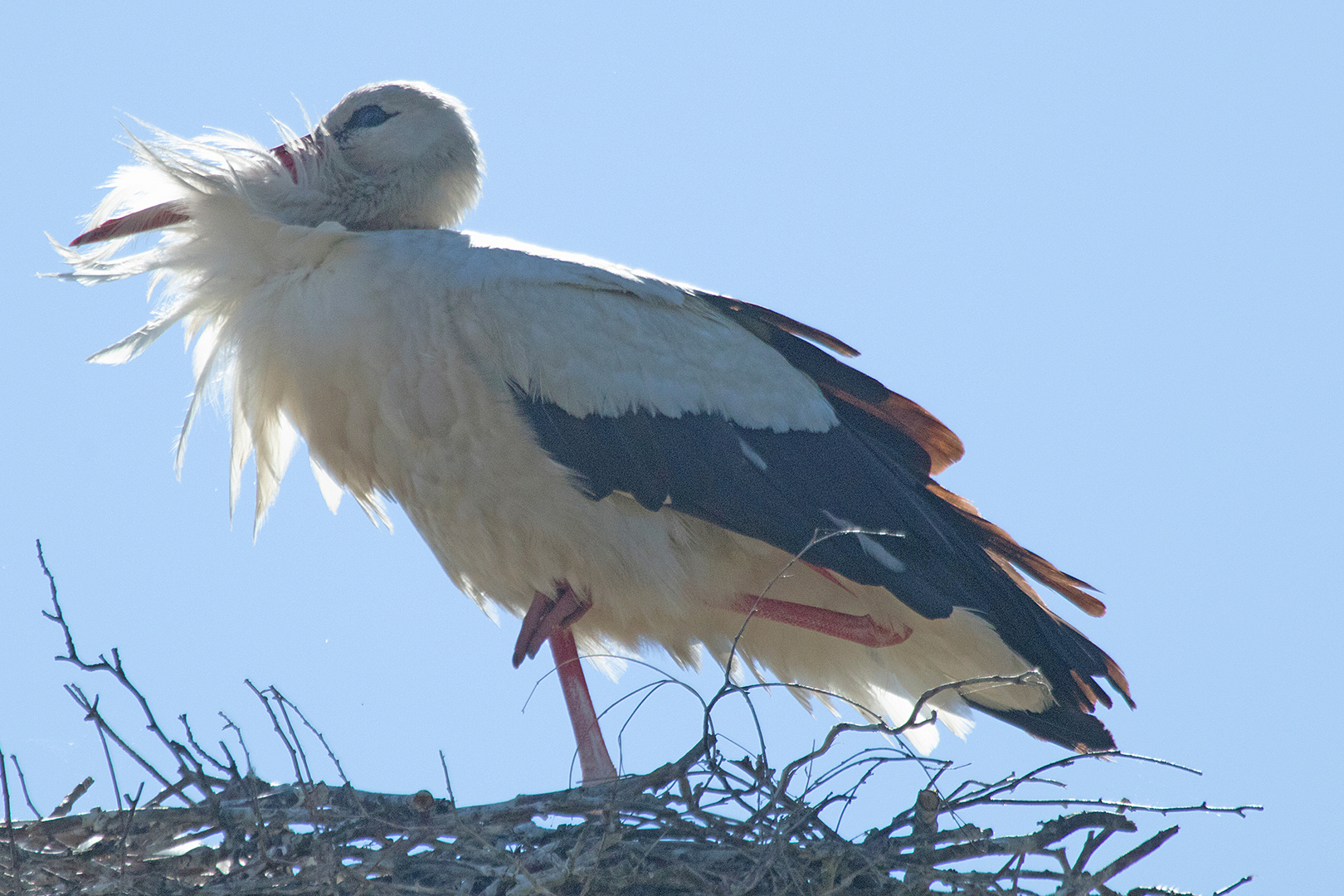 Der Storch von Bardenitz