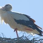 Der Storch von Bardenitz