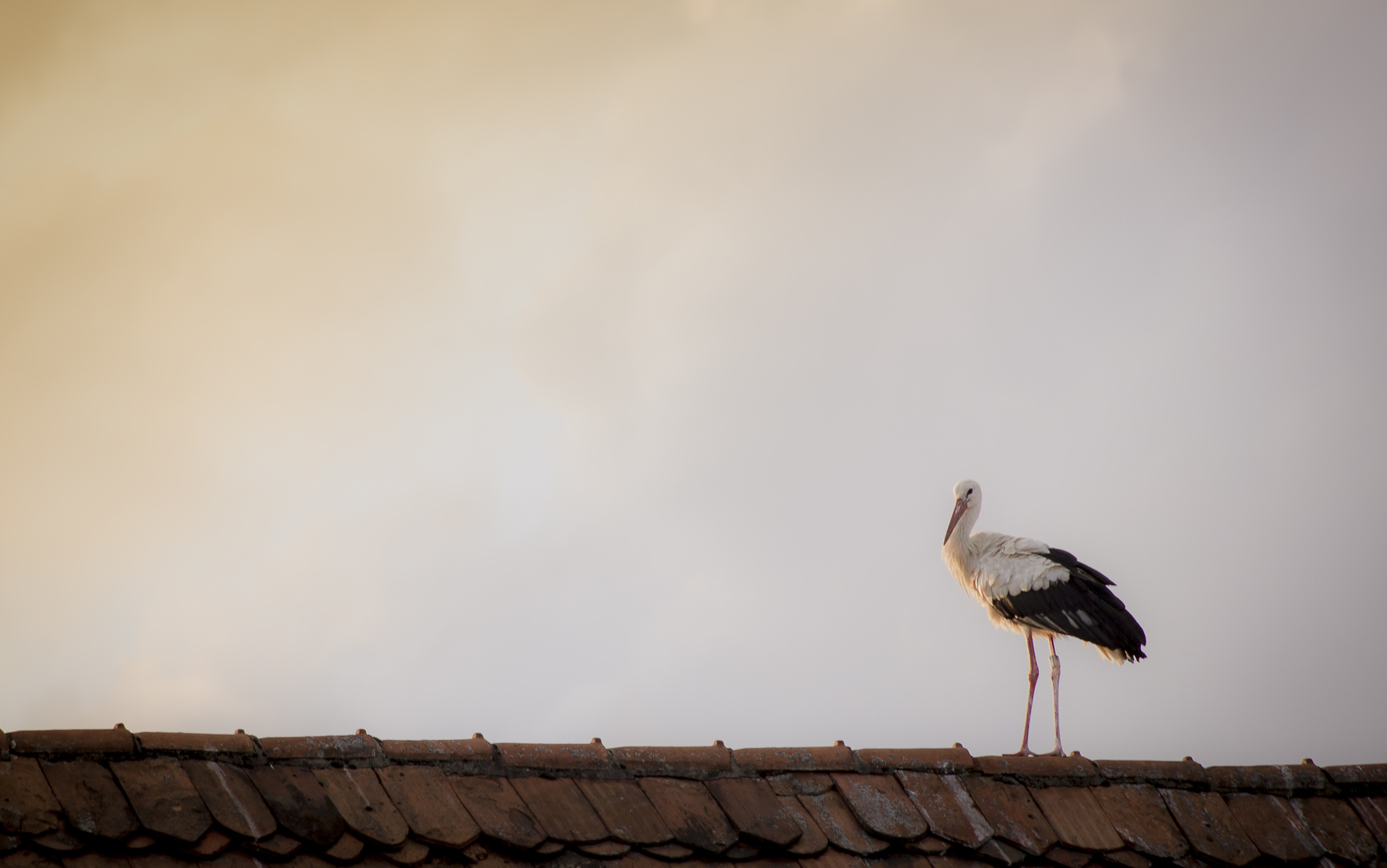 Der Storch von Lauf