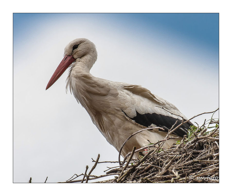 Der Storch von Loccum