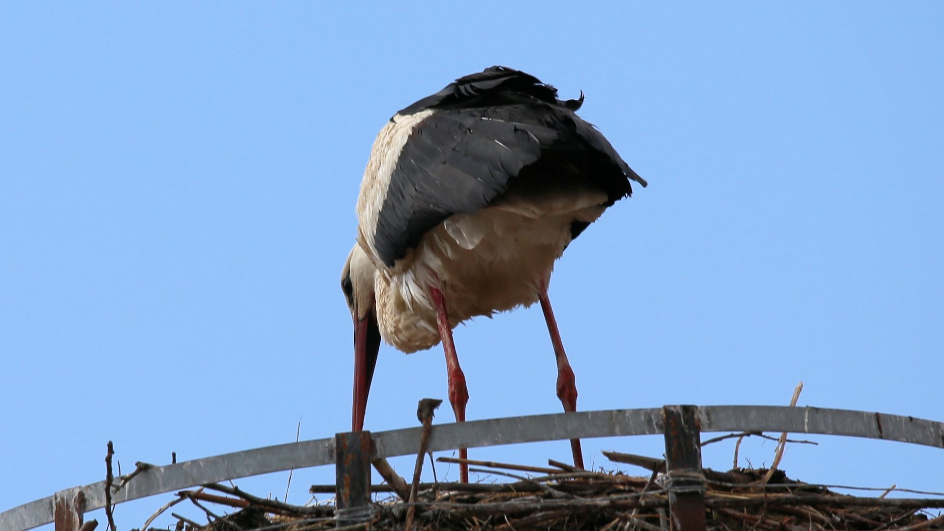 Der Storch von Sülbeck,-1-