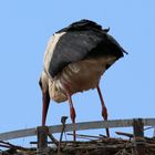 Der Storch von Sülbeck,-1-