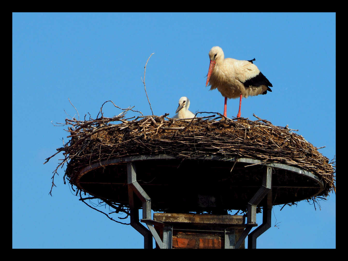 der Storch war da