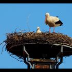 der Storch war da