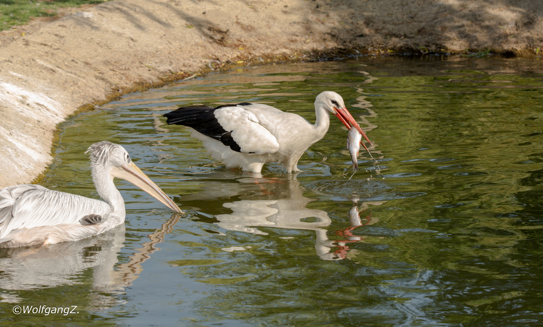 der Storch war schneller