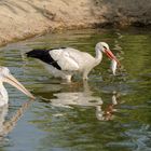 der Storch war schneller