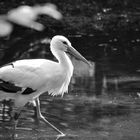 Der Storch zum Sonntag