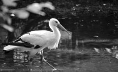 Der Storch zum Sonntag