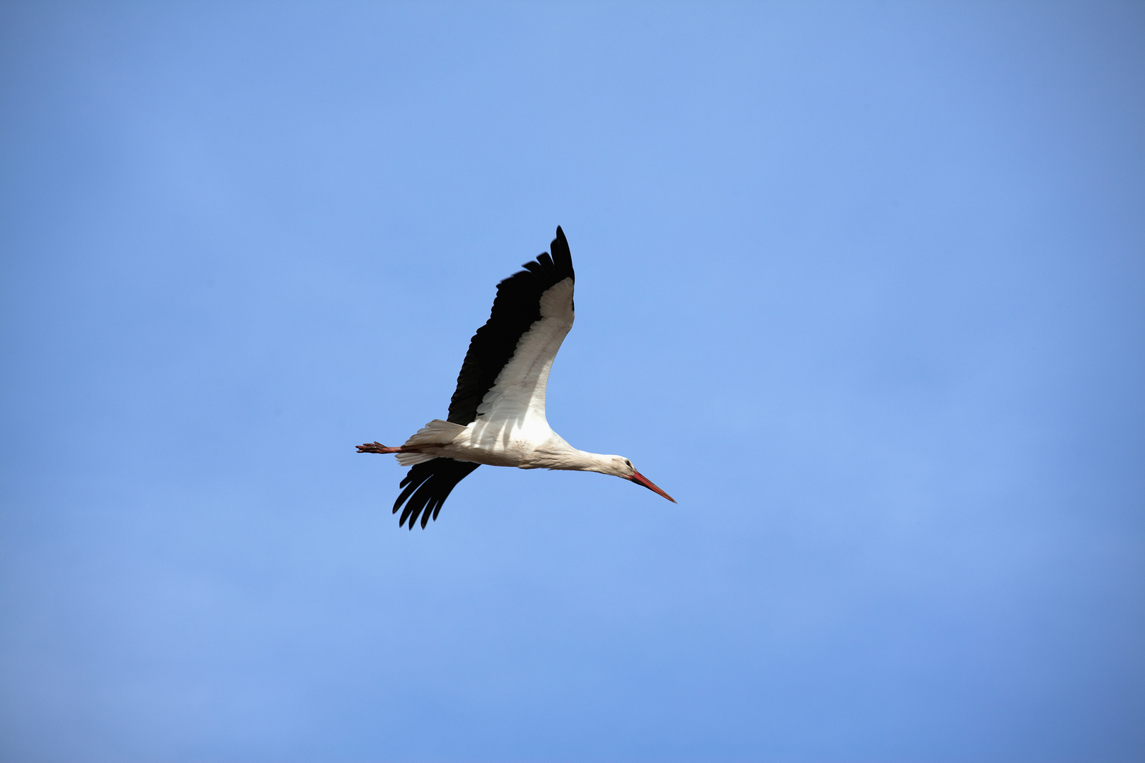 Der Storchenflug