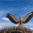 der Storchennachwuchs übt noch