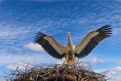 der Storchennachwuchs übt noch