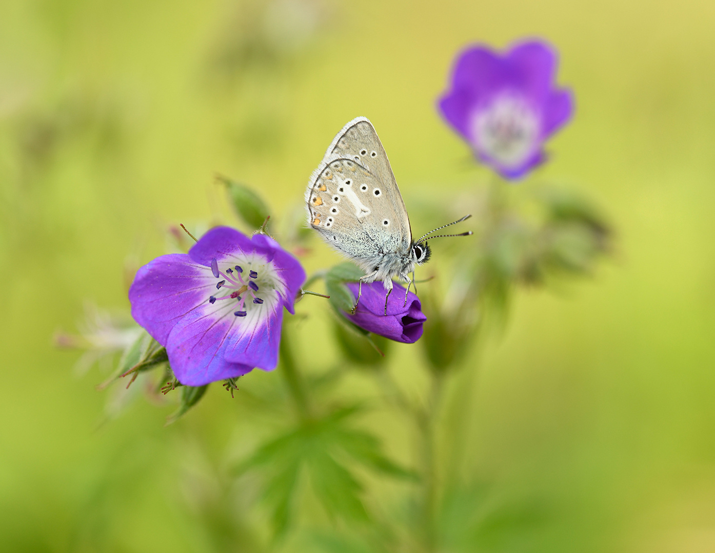 Der Storchenschnabelbläuling (Aricia-eumedon)