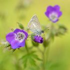 Der Storchenschnabelbläuling (Aricia-eumedon)