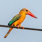 Der Storchschnabelliest (Pelargopsis capensis) oder Gurial