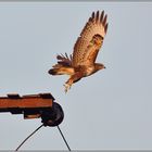 der Stoß... Mäusebussard *Buteo buteo*