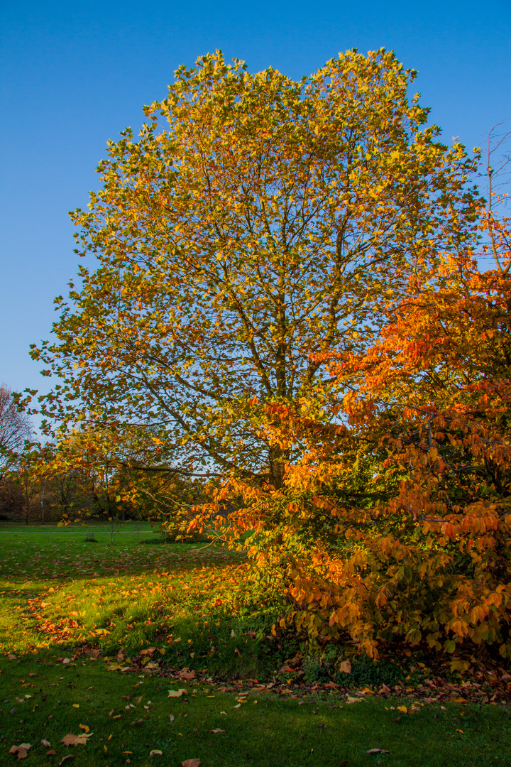 der strahlende Herbst ...