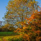 der strahlende Herbst ...