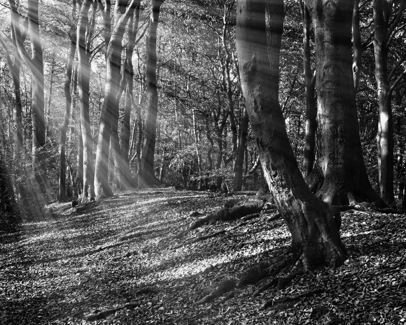 Der Strahlende Wald