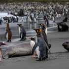 Der Strand der Tiere