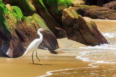 Der Strand des Schmuckreihers