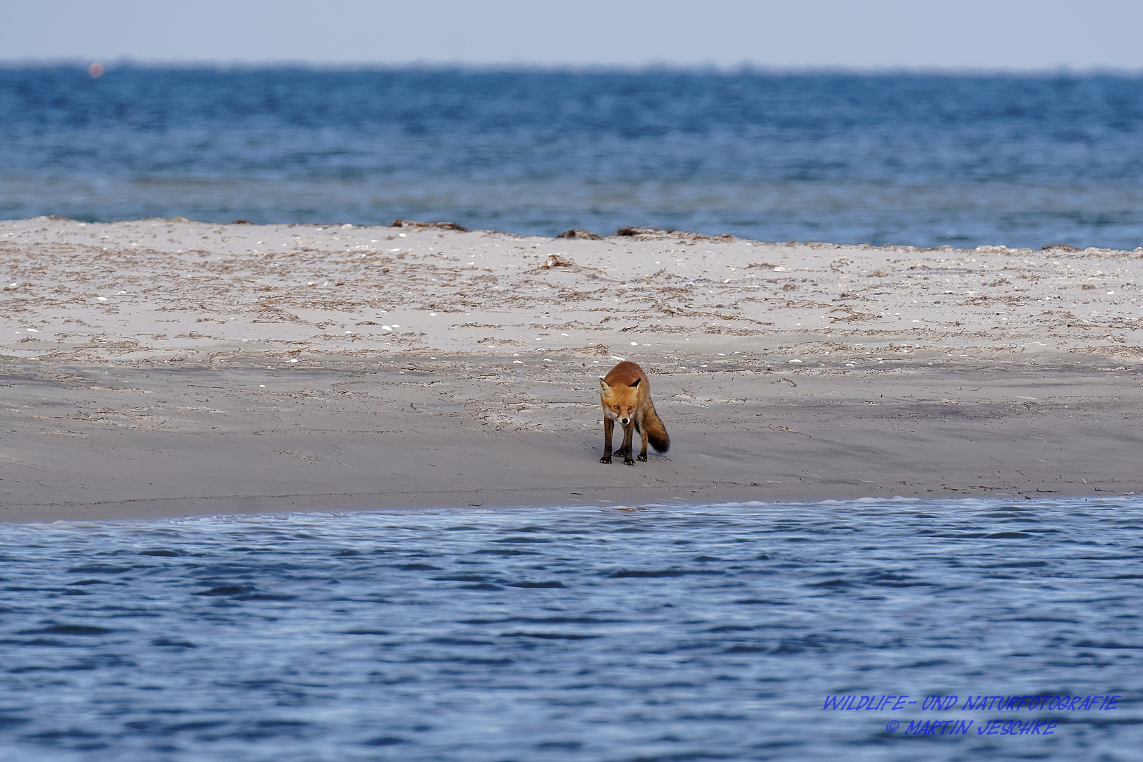 Der Strandfuchs vom Darss