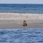 Der Strandfuchs vom Darss