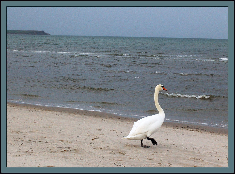 Der Strandkönig von Boltenhagen