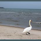 Der Strandkönig von Boltenhagen