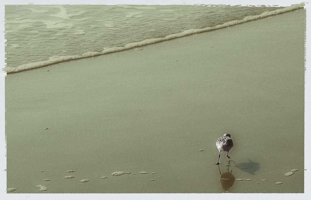 der Strandläufer