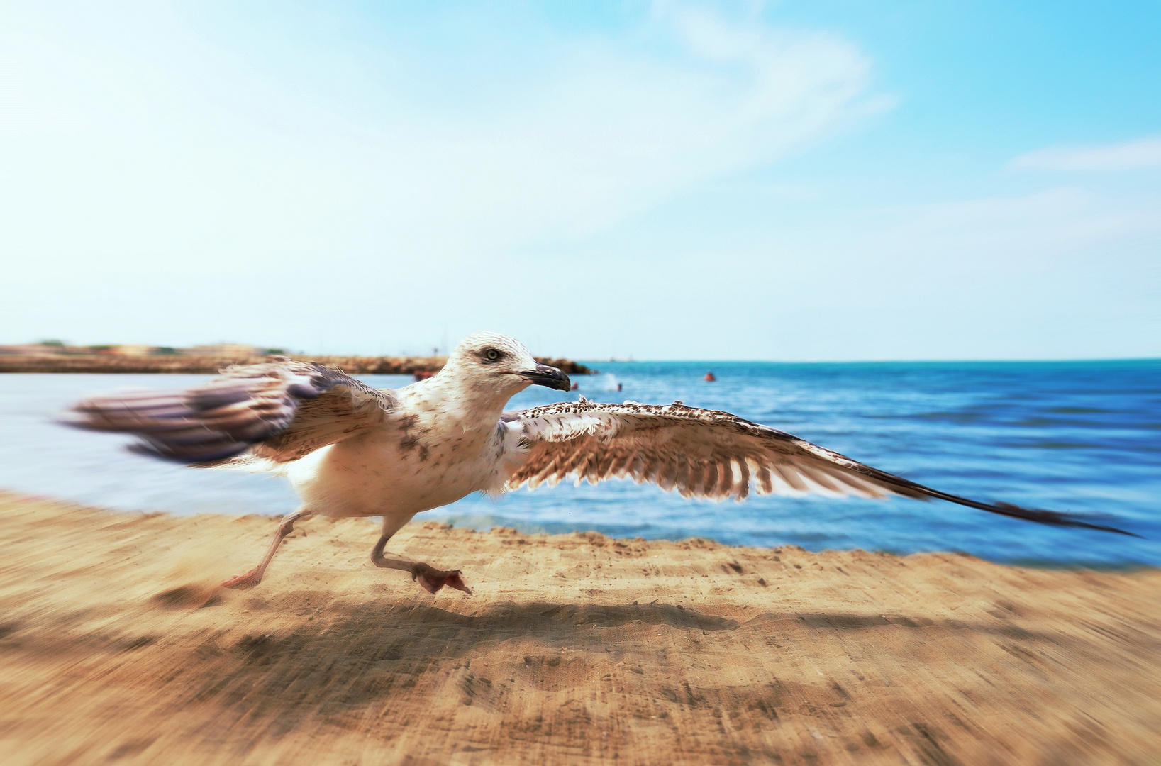 Der Strandläufer