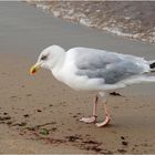 Der Strandläufer