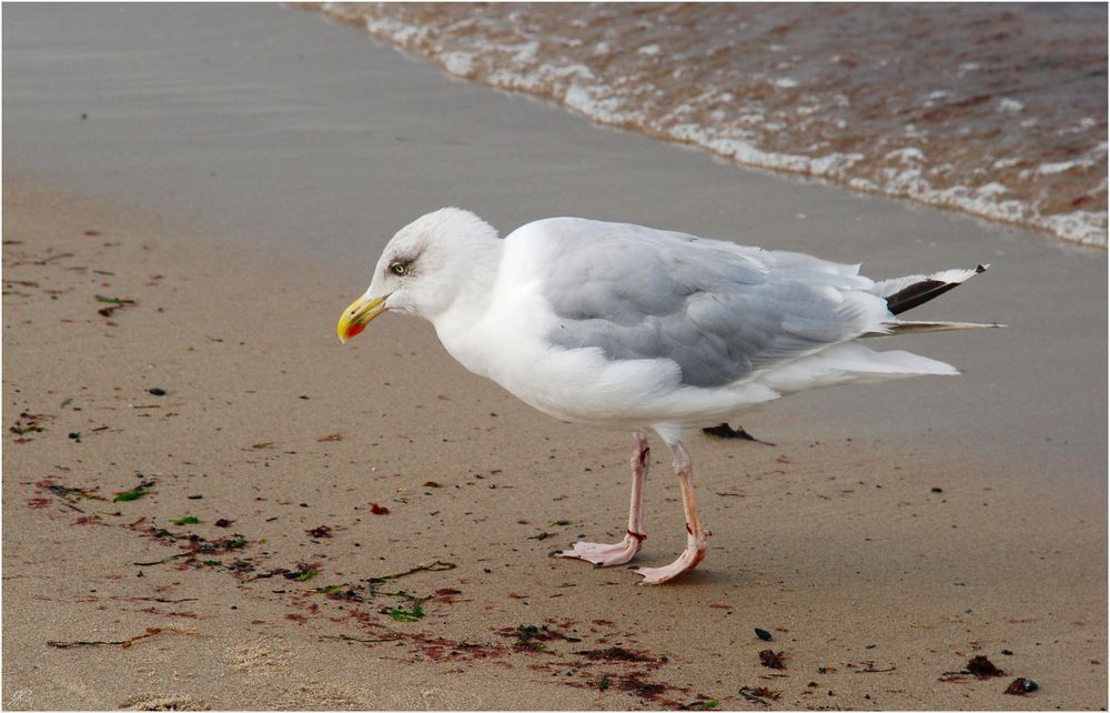 Der Strandläufer