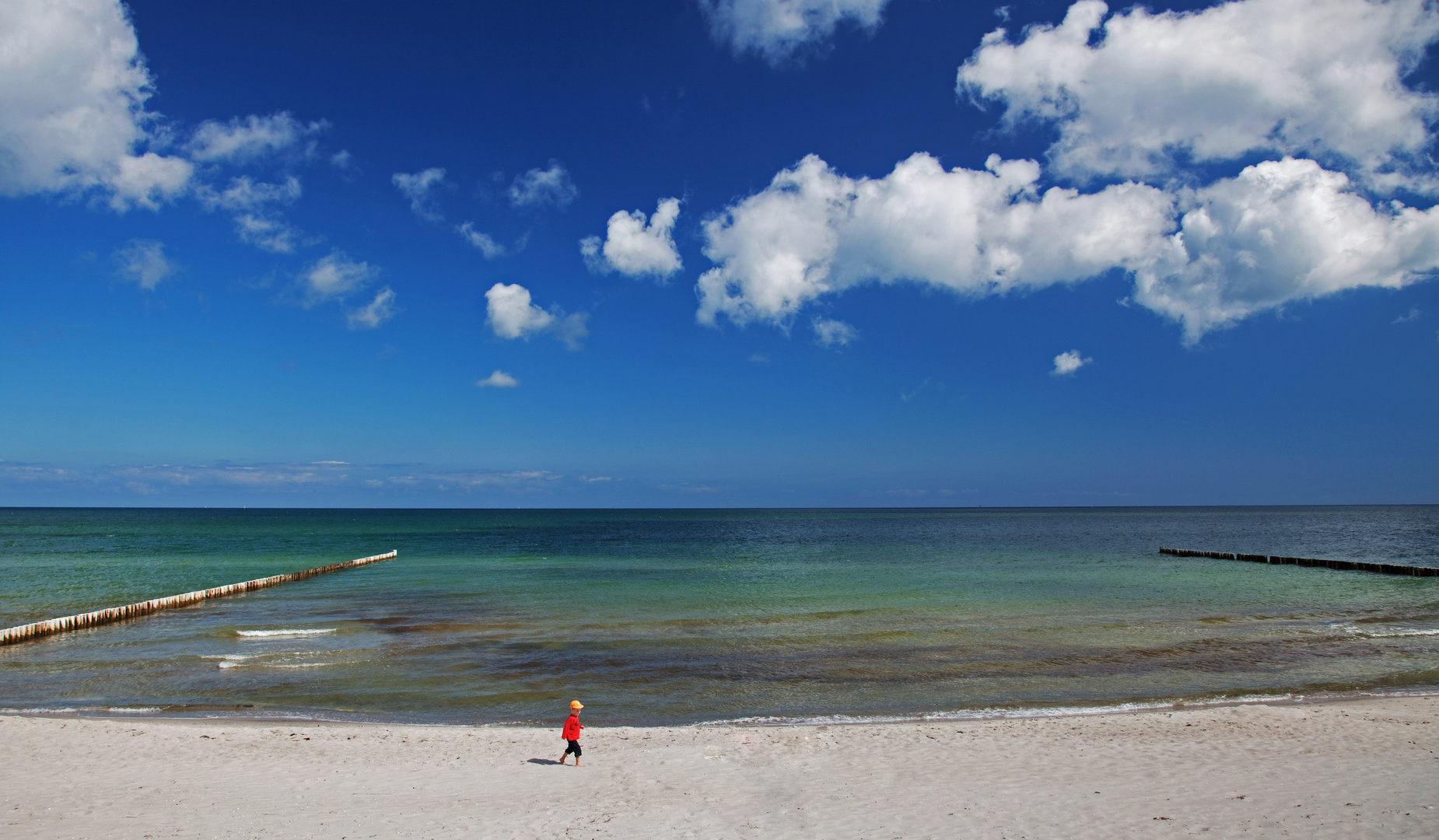 der Strandläufer