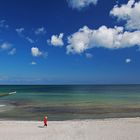 der Strandläufer