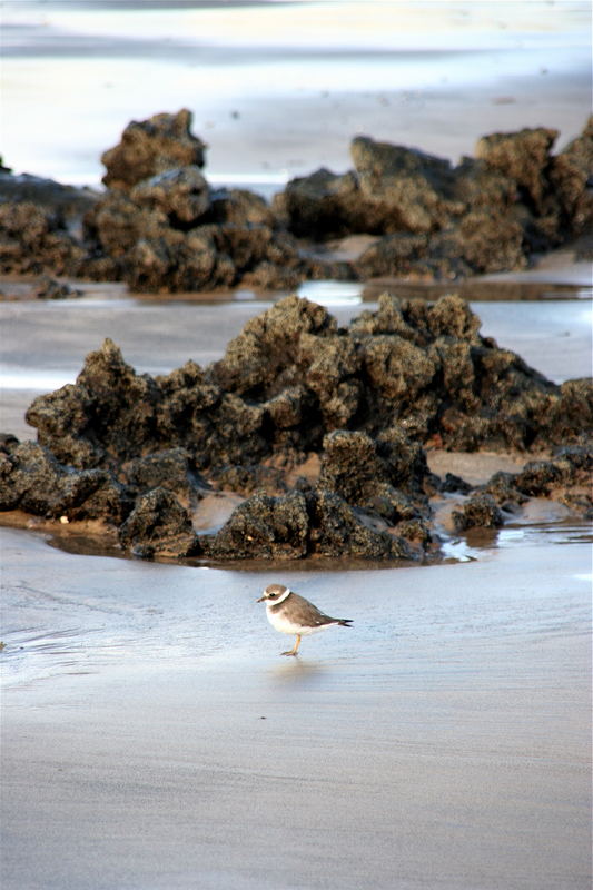 Der Strandläufer