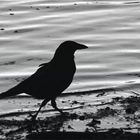 Der Strandläufer