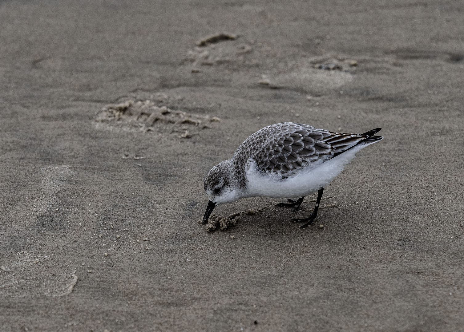 Der Strandläufer als Schnüffler