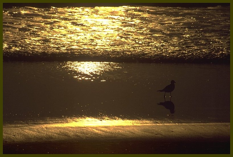 Der Strandläufer, die Zweite