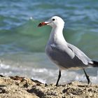 Der Strandläufer