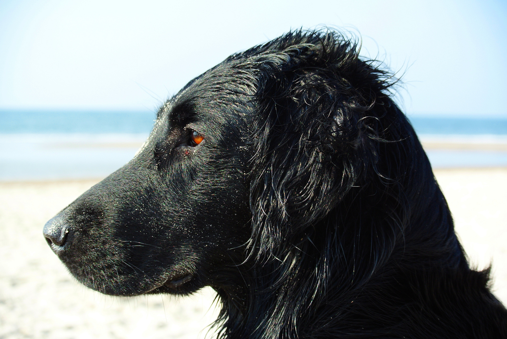 Der Strandpolizist