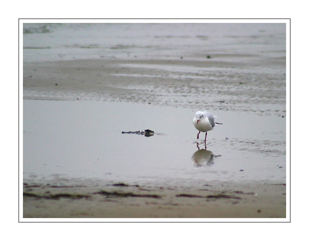 Der Strandspaziergänger