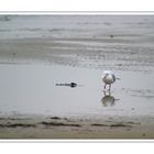 Der Strandspaziergänger