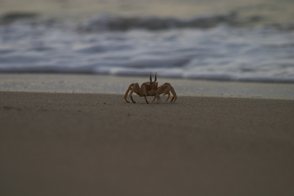 Der Strandspaziergang