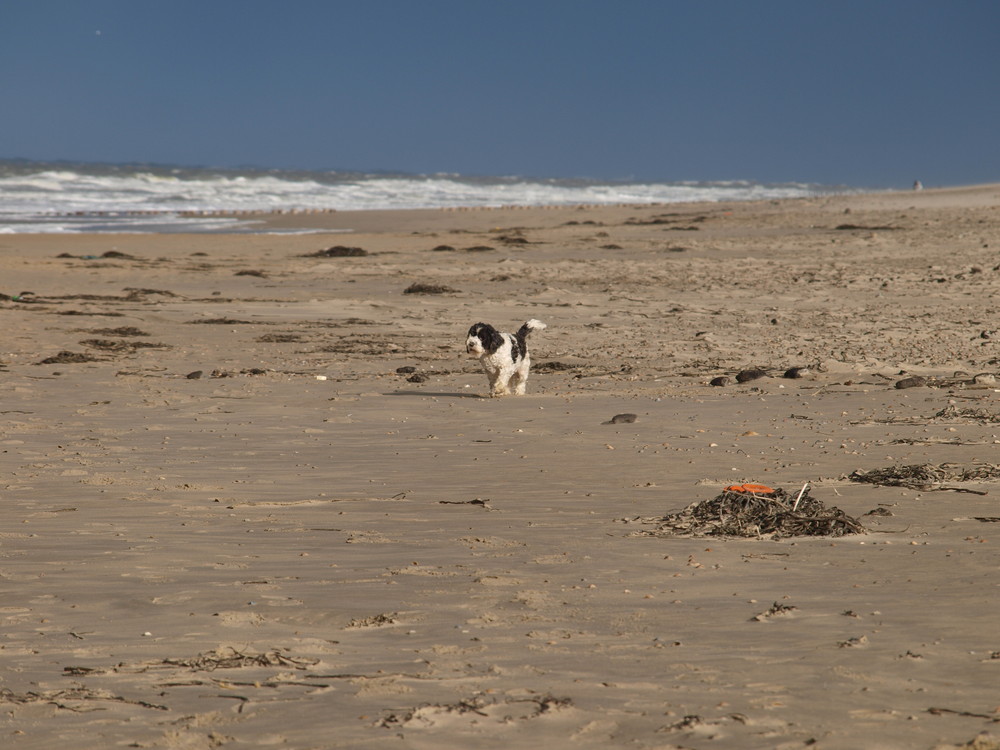 Der Strandspaziergang....