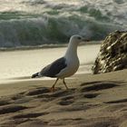 der strandspaziergang