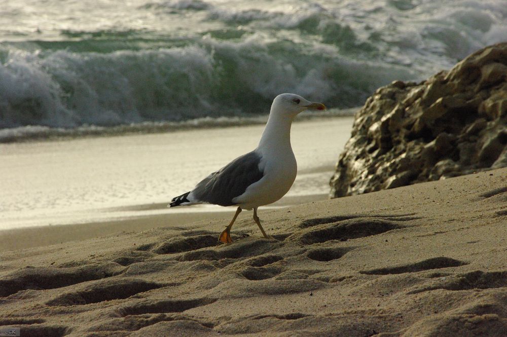 der strandspaziergang